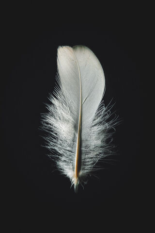 White Feather