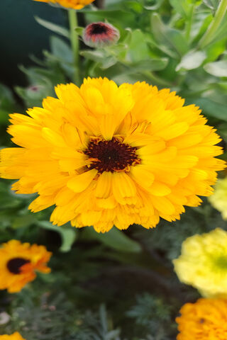 Bright Yellow Blossom 🌼✨