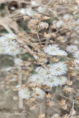 White Snow