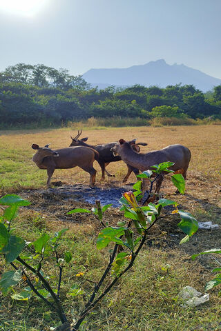 Wildlife Hd