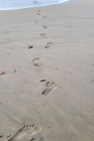 Traces of Serenity 🌊👣