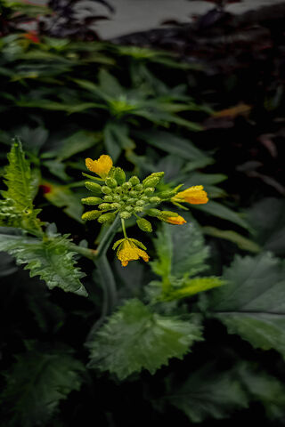 Vibrant Green Flower Buds