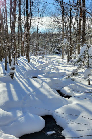Winter Wonderland: A Sn..