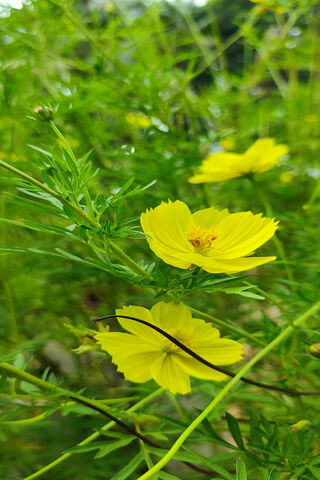 Bright Blooms of Nature..