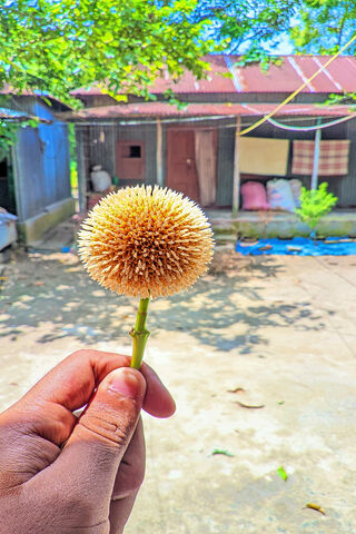 Nature's Unique Beauty 🌼