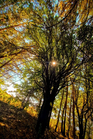 Sunlit Serenity 🌳☀️