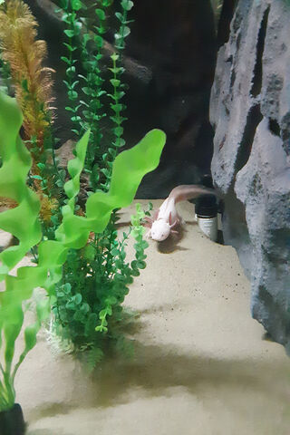 Curious Axolotl in Its Aquatic Home 🐟🌿
