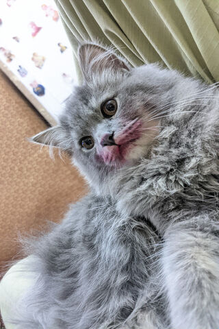 A Cat With Beautiful ❤