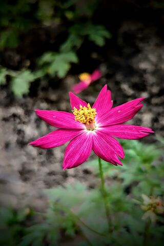 Blooming Energy: The Ac..