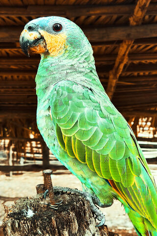 Vibrant Green Parrot 🦜✨