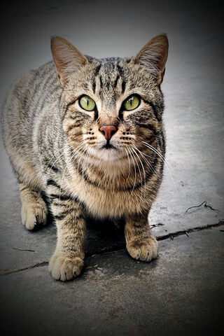 Majestic Feline Gaze 🐾✨