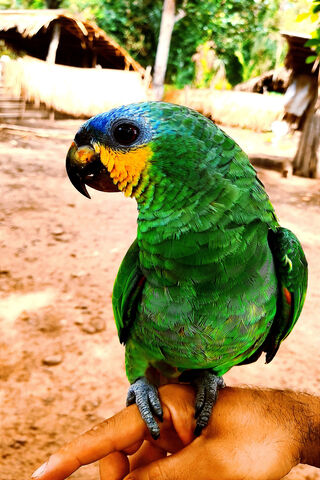 Vibrant Green Parrot Perched on a Hand 🦜✨