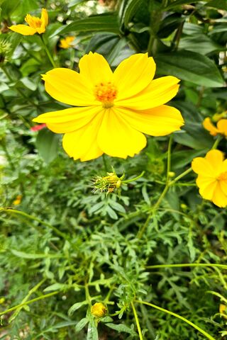 Bright Yellow Blossom 🌼