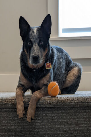 Playful Companion: The ..