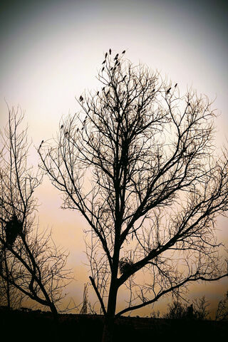 Silhouetted Serenity 🌳..