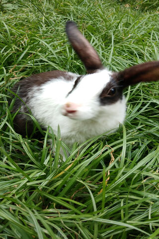 Curious Bunny in the Gr..