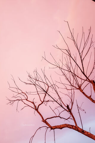 Whispering Branches at Dusk 🌅