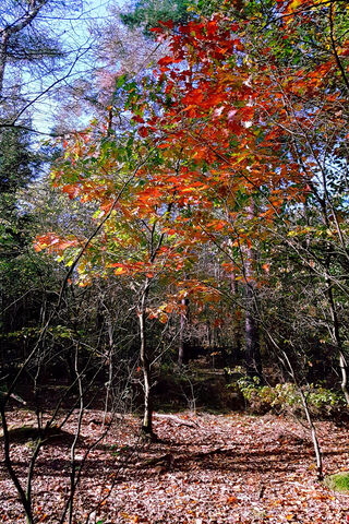 Autumn Colors in the Fo..