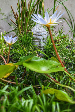 Tranquil Garden Serenit..