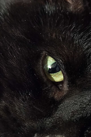 Enigmatic Gaze of a Bla..