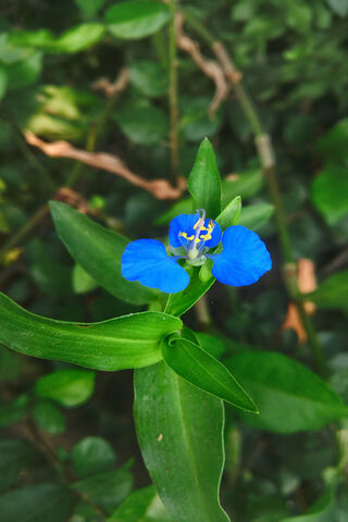 Blue AsiaticDay Flower