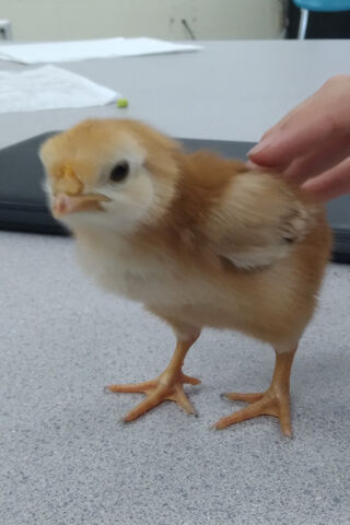Cute Chick on the Move! 🐥✨