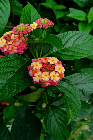 Beautiful Flowers
