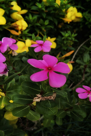 Beautiful Flower
