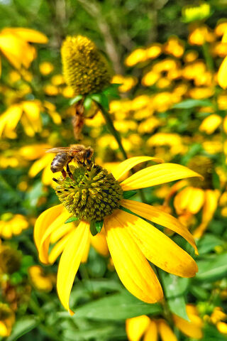 Bee On Flower