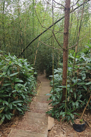 Enchanted Bamboo Path 🌿✨