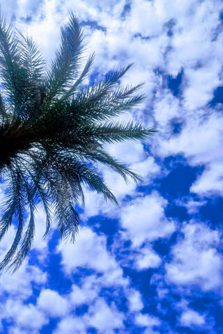 Calm Palm