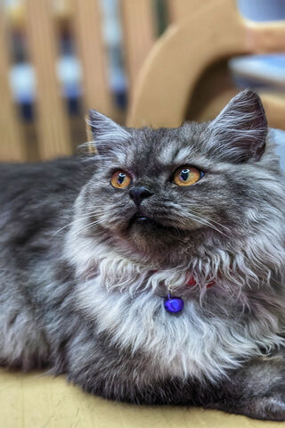 Majestic Feline Friend 🐾