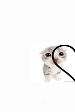 Adorable Kitten Love 🐾❤️