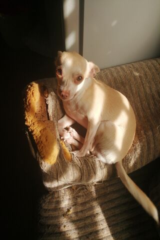 Cozy Chihuahua in the Sun ☀️🐾