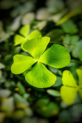 Lucky Clover 🍀