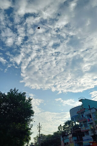 Serene Sky with a Touch of Nature 🌤️🕊️