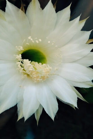 Cactus Flower