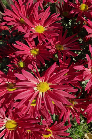 Vibrant Pink Daisies 🌸✨