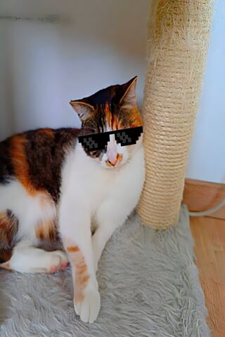 Cool Cat Vibes 😎🐾