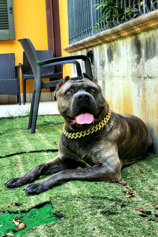 Stylish Pup Relaxing in..