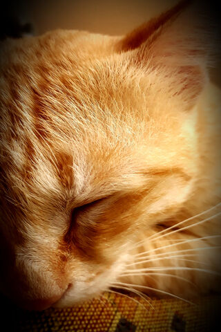 Cozy Cat Nap 💤🐾