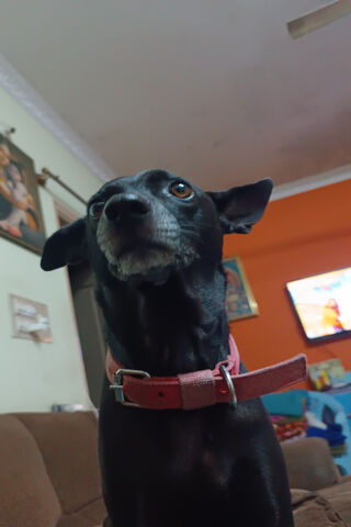 Cookie