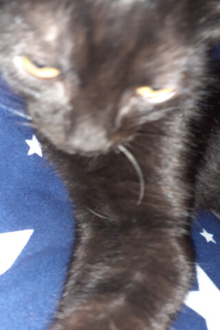 Mysterious Midnight Cat..