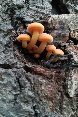 Nature's Tiny Treasures..