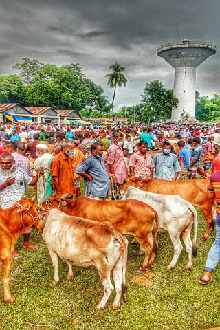 Cowbazar: A Vibrant Cat..