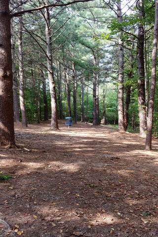 Tranquil Forest Path 🌲✨