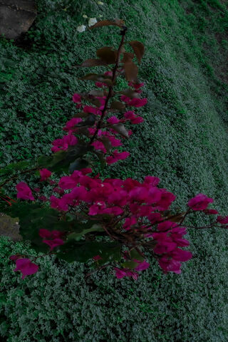 Vibrant Bougainvillea B..