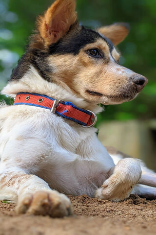 Adorable Pup Relaxing i..