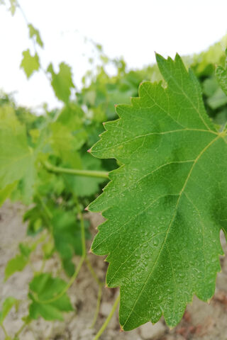 Fresh Green Vine Leaves 🍃