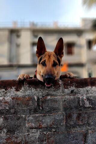 Dog
